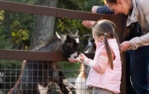 Sewerby Hall, Gardens & Small Zoo - Bridlington