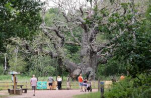 Sherwood Forest