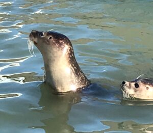 Skegness Natureland Seal Sanctuary