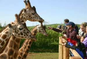 South Lakes Animal Park