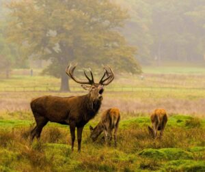 Tatton Park