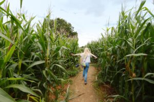 The Original Great Maze - Braintree
