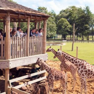 Whipsnade Zoo - Dunstable