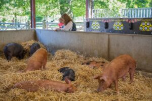 Wimpole Home Farm