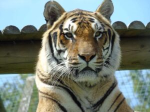 Wingham Wildlife Park