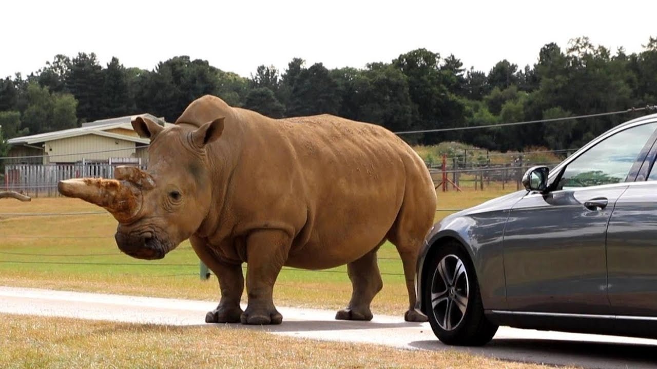 Woburn Safari Park Bedfordshire