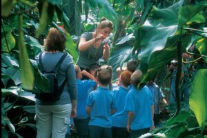 The Living Rainforest