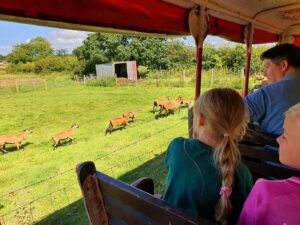 Greenacres Farm Park - Mancot