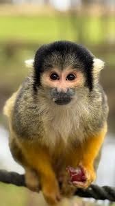 Manor Wildlife Park - Tenby