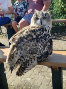 Raptor Foundation