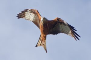 Argaty Red Kites