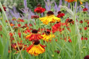 Cambo Gardens