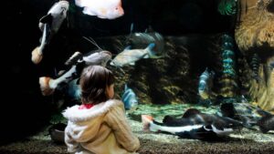 Deep Sea World - North Queensferry
