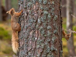 Devilla Forest Red Squirrel Trail
