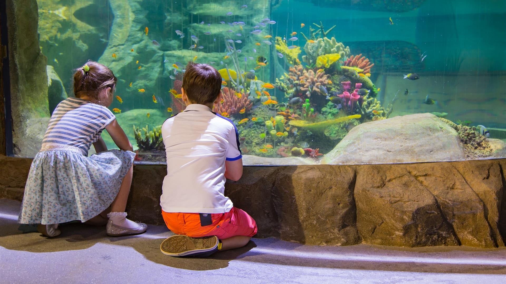 visit to the aquarium
