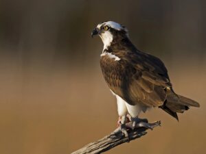 Osprey Centre Loch Garten