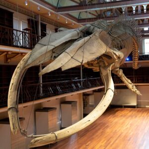 Perth Museum