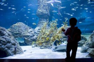 St Andrews Aquarium
