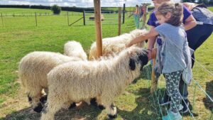 Streamvale Farm