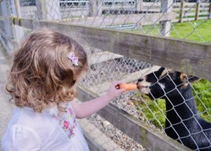 Tannaghmore Animal Farm – Craigavon