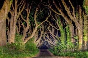 The Dark Hedges