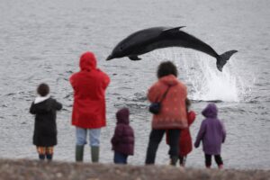 WDC Dolphin and Seal Centre
