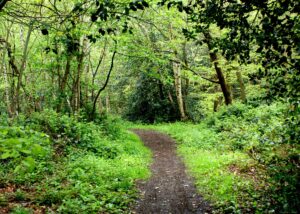 Wood Hill Wood
