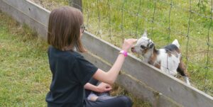 Wynford Farm Park
