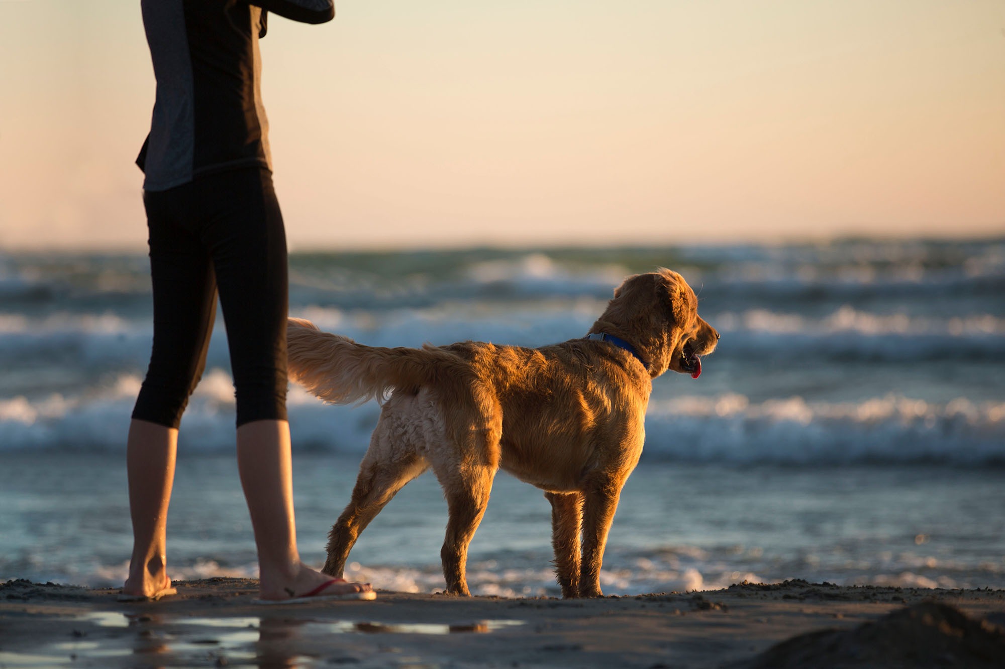 Dog walking on Cornwall beach holiday