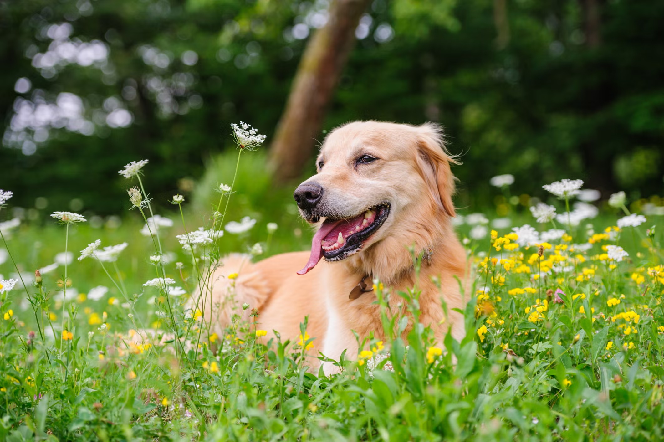 Dog in enclosed cottage garden Cornwall holiday