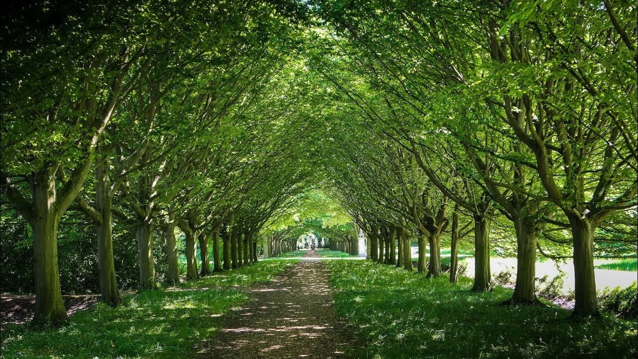 Woodland walk tree-lined path rural English estate