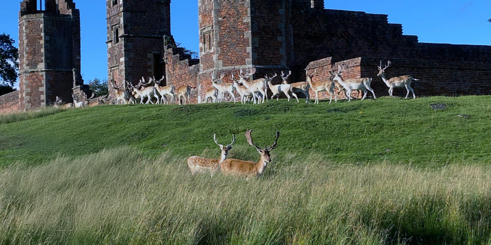 Bradgate Park