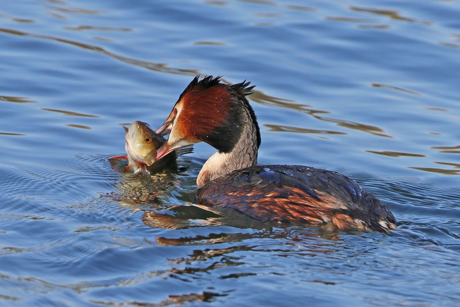 Great crested grebe bird wildlife watching