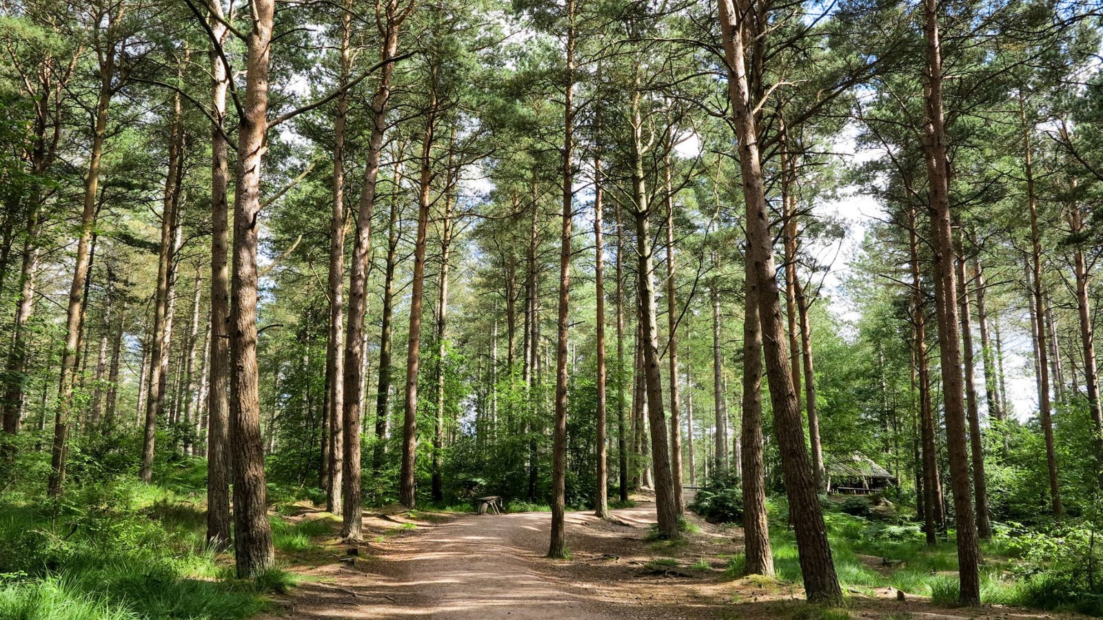 Moors Valley Country Park