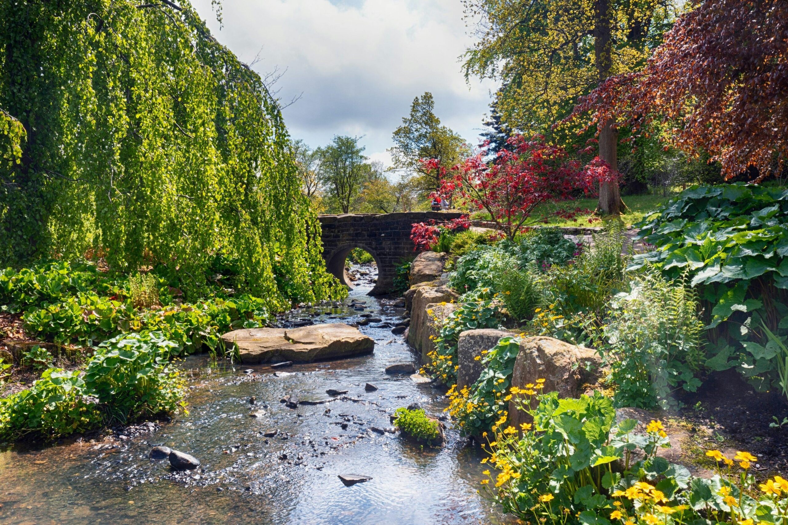 The streamside garden in bloom at RHS Garden Harlow Carr in Harrogate