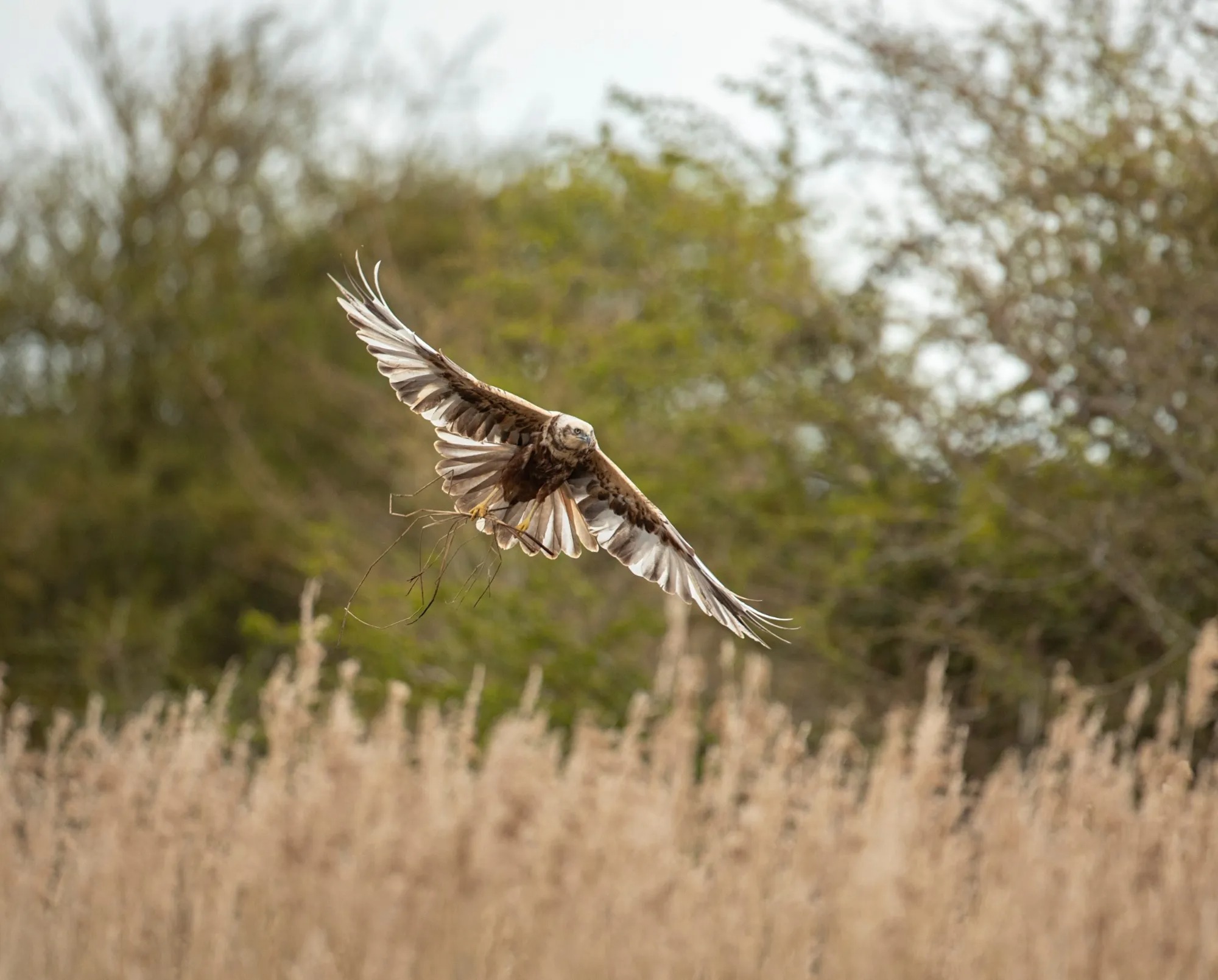 Marsh harrier raptor hunting reedbed predator
