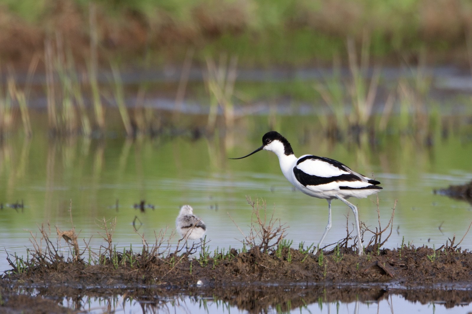 Avocet rare wading bird water's edge species