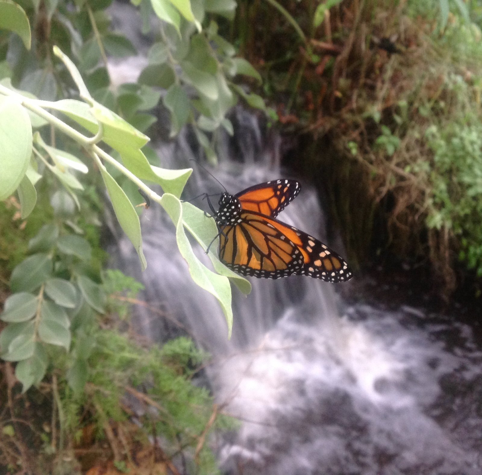 Rainforest waterfall tropical plants visitor immersion humidity