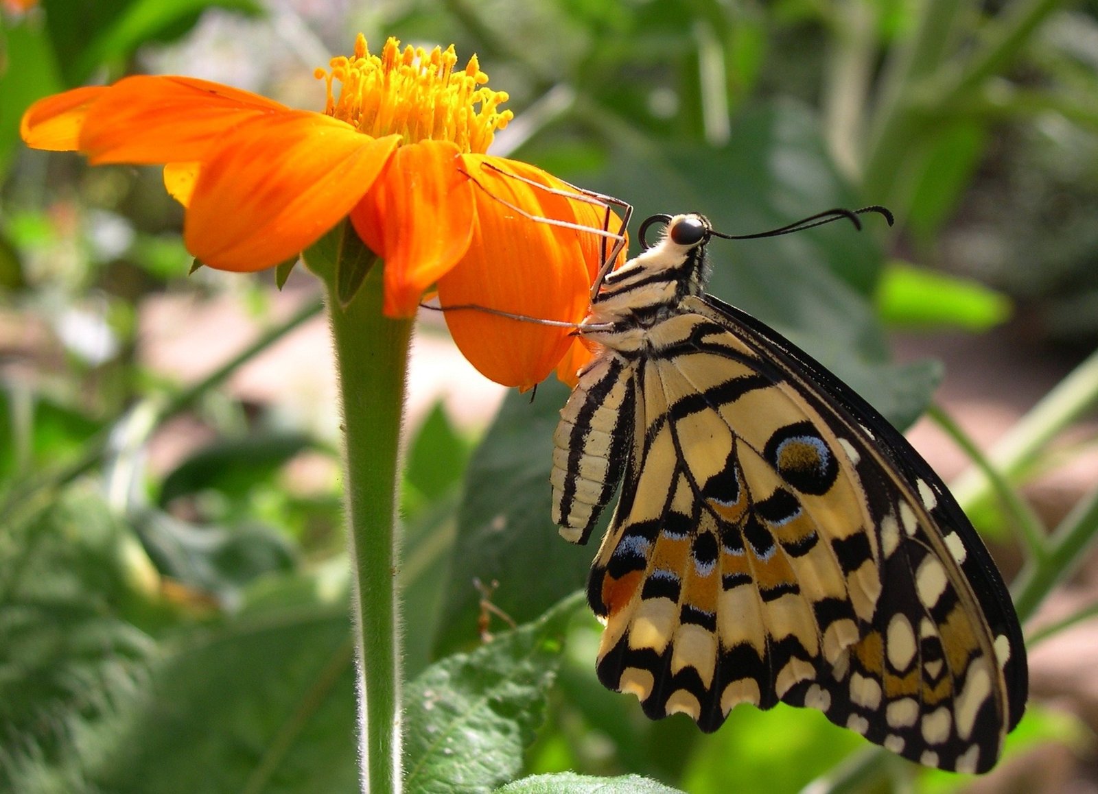 Butterfly wing close-up colours patterns tropical species