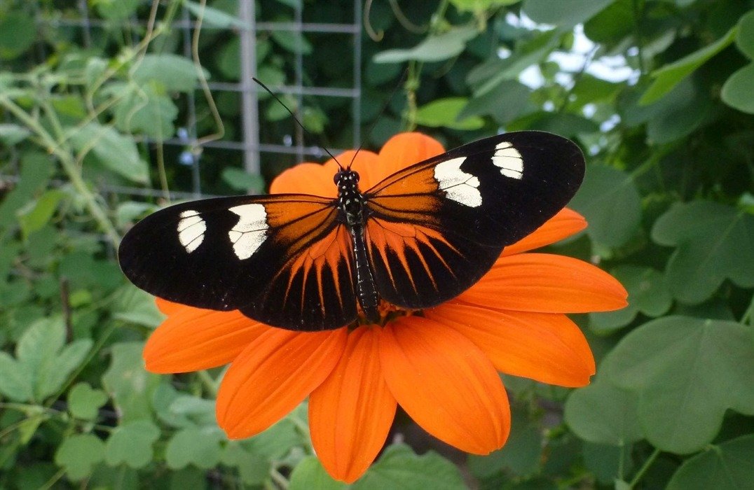 Stratford Butterfly Farm