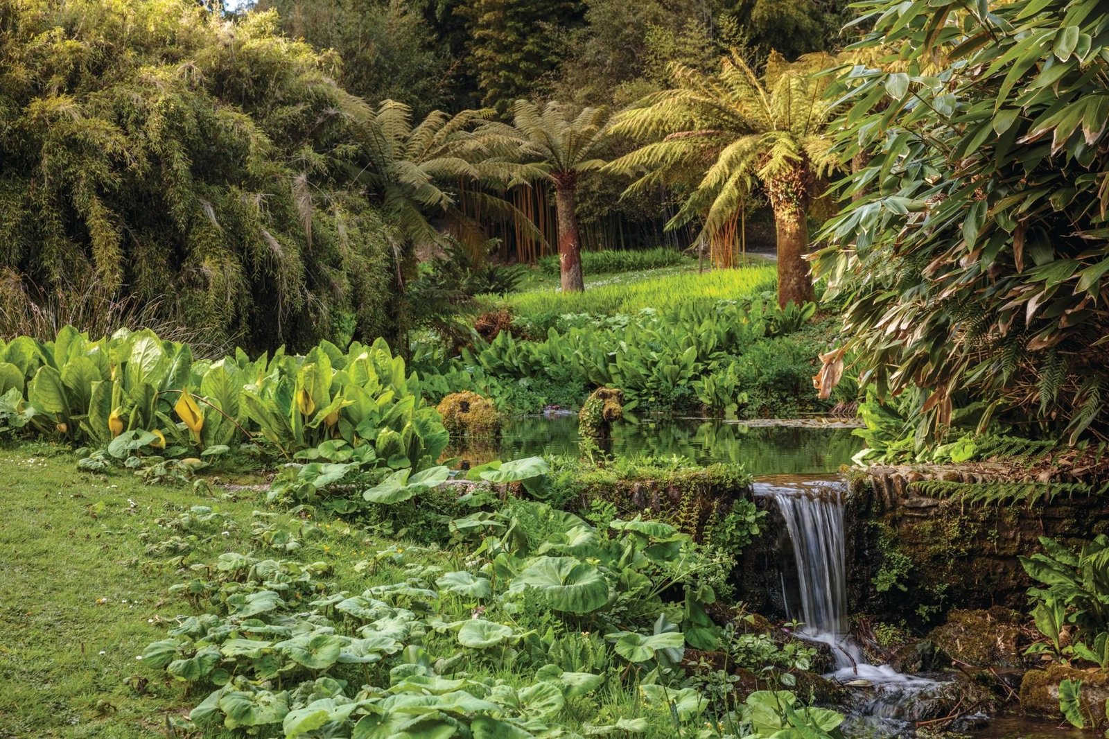 Trebah Garden wooded valley descent subtropical planting