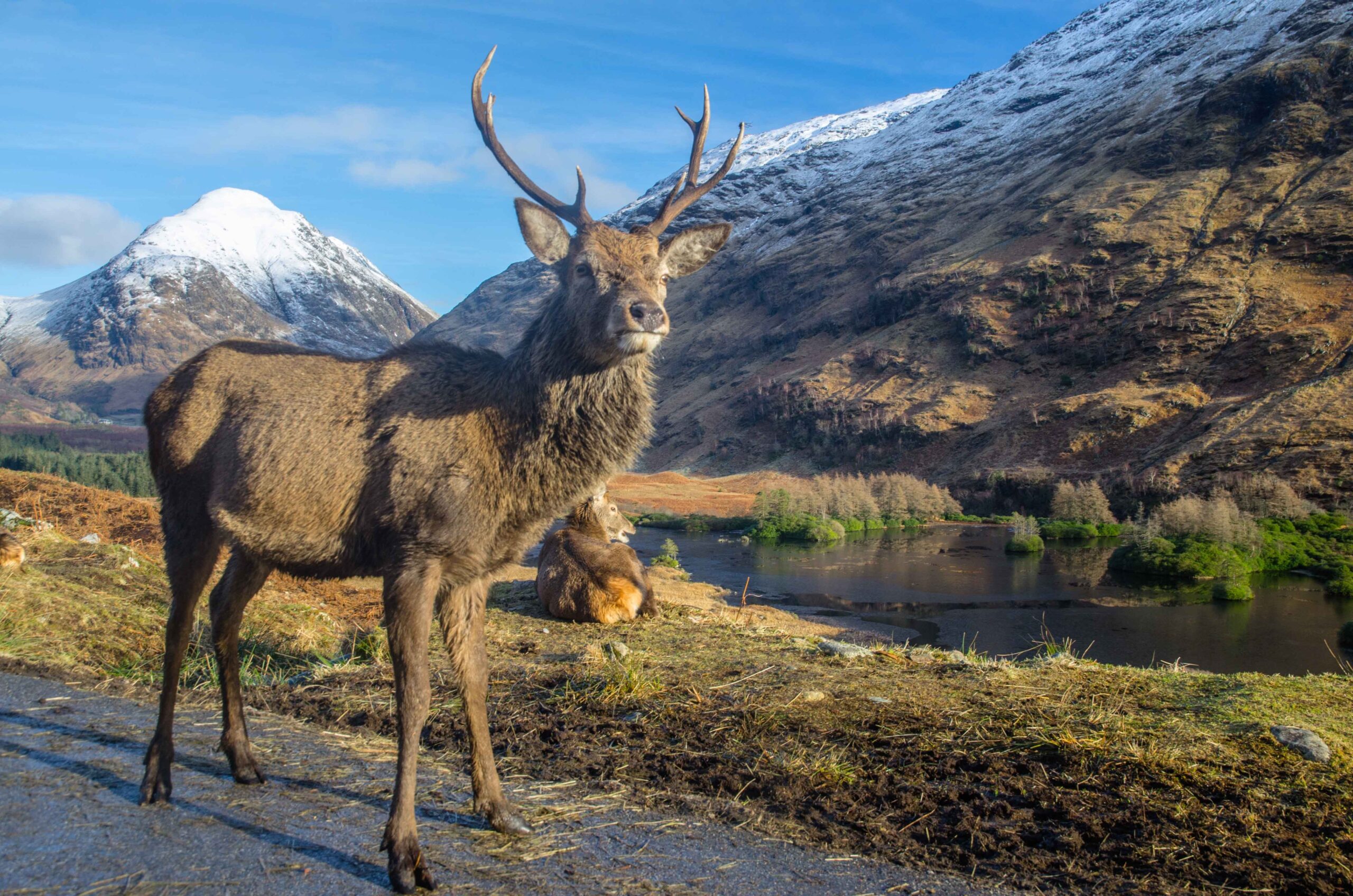 Highland wildlife and the North Coast 500