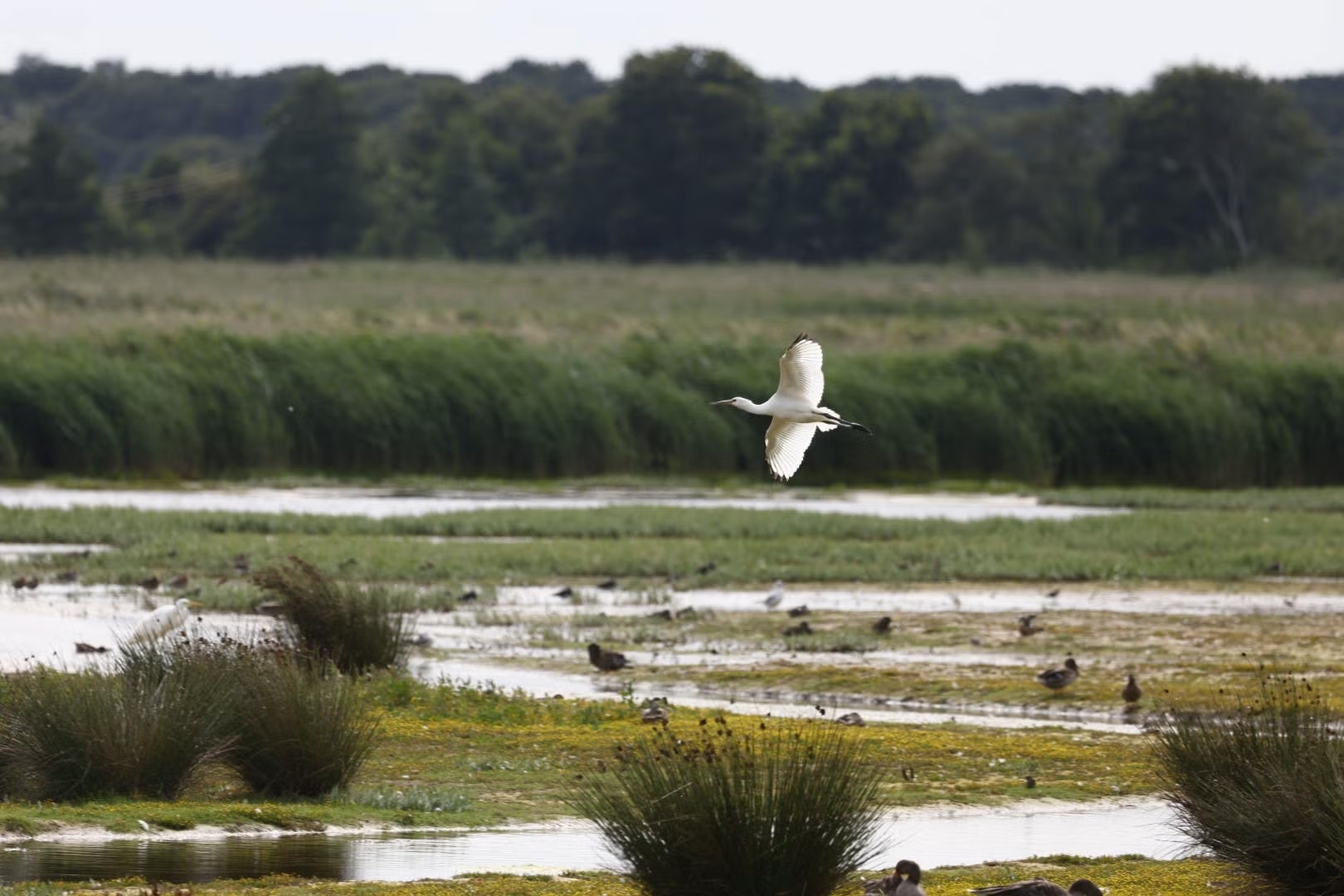 Wildlife of the Norfolk Broads