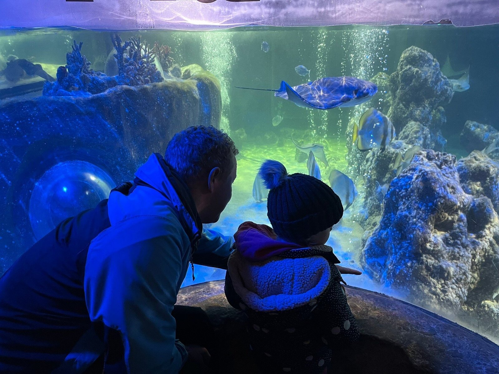 Jellyfish display at SEA LIFE Blackpool