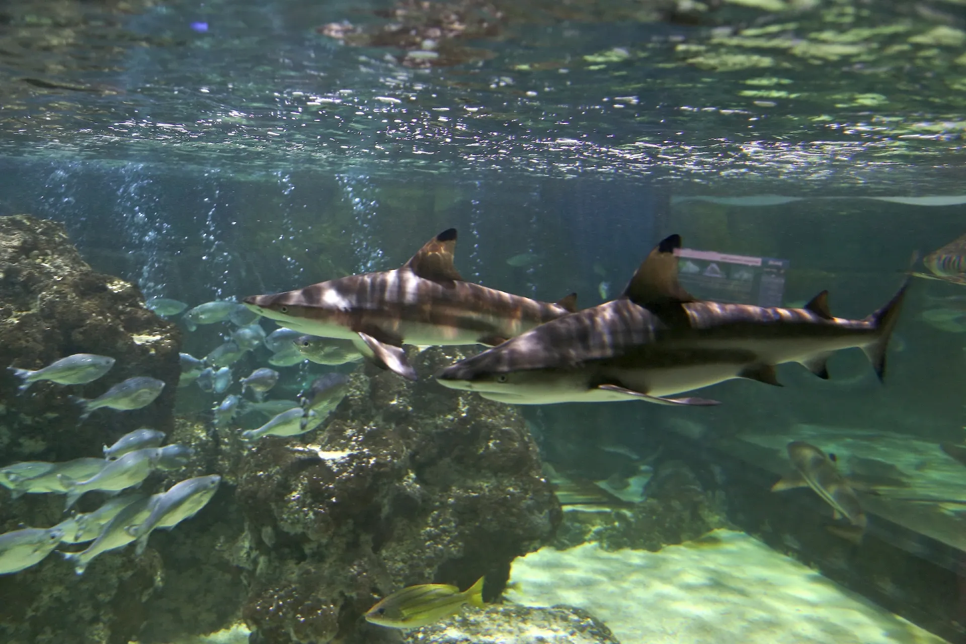 Sharks and rays at SEA LIFE Blackpool