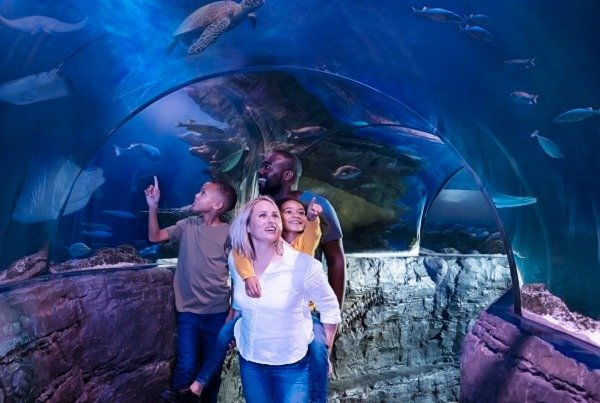 Ernie the green sea turtle at SEA LIFE Manchester