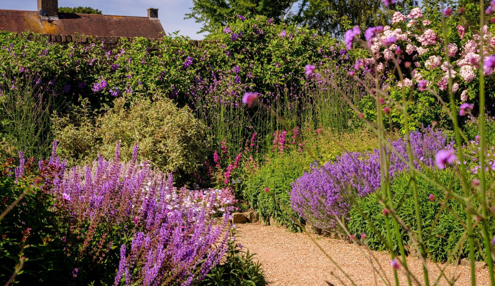 Himalayan alpine garden flowering