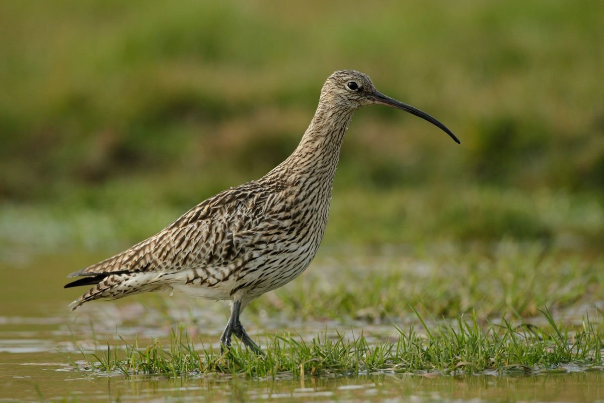 Wildlife at Cors Caron National Nature Reserve