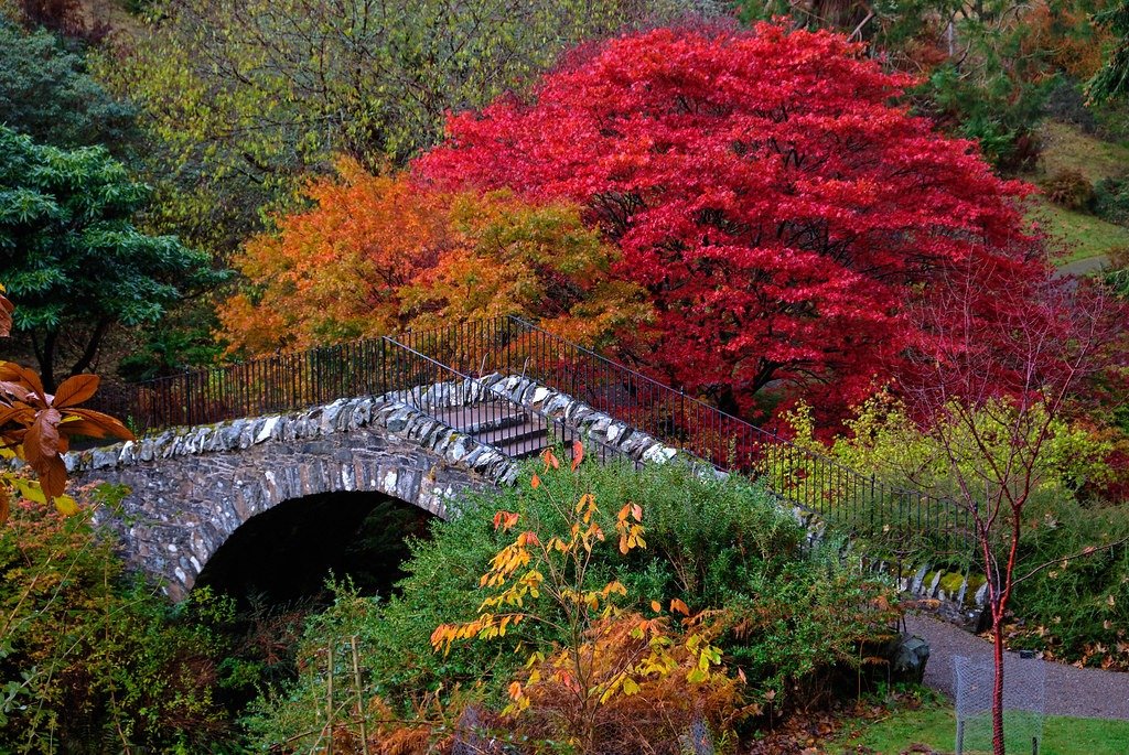 Autumn trees at Dawyck Botanic Garden
