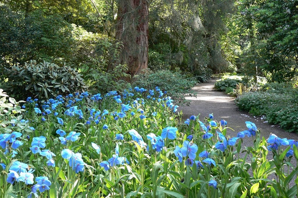 Seasonal flowers at Dawyck Botanic Garden